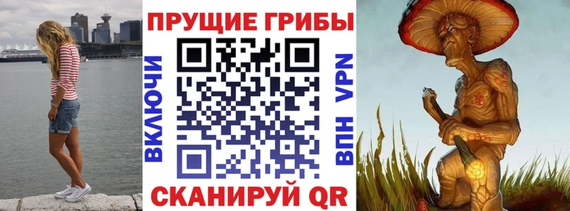 сайты даркнета телеграм Карачаевск Псилоцибиновые грибы прущие грибы